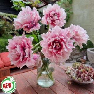 Magic Sensation Double Tulip Thumbnail